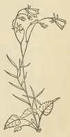 Picture 16 of 18 from Botany for young people and common schools. How plants grow, a simple introduction to structural botany (1858), leaf 179