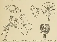 Picture 17 of 18 from Botany for young people and common schools. How plants grow, a simple introduction to structural botany (1858), leaf 195