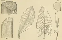 Picture 18 of 18 from Botany for young people and common schools. How plants grow, a simple introduction to structural botany (1858), leaf 215
