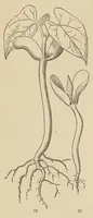 Picture 2 of 18 from Botany for young people and common schools. How plants grow, a simple introduction to structural botany (1858), leaf 26