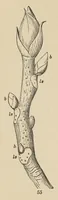 An illustration from Botany for young people and common schools. How plants grow, a simple introduction to structural botany (1858)