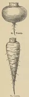 Picture 4 of 18 from Botany for young people and common schools. How plants grow, a simple introduction to structural botany (1858), leaf 44