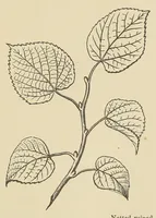 Picture 5 of 18 from Botany for young people and common schools. How plants grow, a simple introduction to structural botany (1858), leaf 53