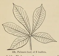 Picture 6 of 18 from Botany for young people and common schools. How plants grow, a simple introduction to structural botany (1858), leaf 60