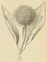 An illustration from Botany for young people and common schools. How plants grow, a simple introduction to structural botany (1858)