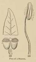 Picture 8 of 18 from Botany for young people and common schools. How plants grow, a simple introduction to structural botany (1858), leaf 74