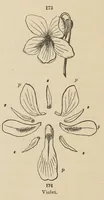 Picture 9 of 18 from Botany for young people and common schools. How plants grow, a simple introduction to structural botany (1858), leaf 78