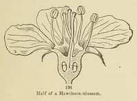 Picture 10 of 18 from Botany for young people and common schools. How plants grow, a simple introduction to structural botany (1858), leaf 83