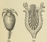 Picture 11 of 18 from Botany for young people and common schools. How plants grow, a simple introduction to structural botany (1858), leaf 89