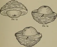 Picture 24 of 103 from The boy collector's handbook (1915), leaf 104