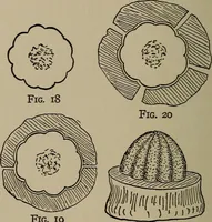 Picture 26 of 103 from The boy collector's handbook (1915), leaf 113