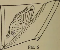 Picture 35 of 103 from The boy collector's handbook (1915), leaf 127