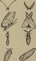 Picture 39 of 103 from The boy collector's handbook (1915), leaf 135