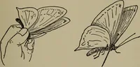 An illustration from The boy collector's handbook (1915)