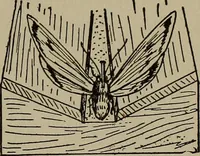 Picture 44 of 103 from The boy collector's handbook (1915), leaf 144