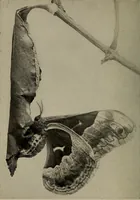 Picture 46 of 103 from The boy collector's handbook (1915), leaf 149