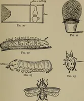 An illustration from The boy collector's handbook (1915)