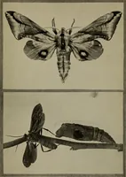 An illustration from The boy collector's handbook (1915)