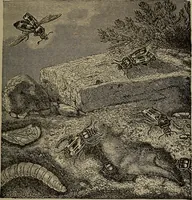 An illustration from The boy collector's handbook (1915)