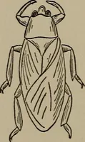 Picture 51 of 103 from The boy collector's handbook (1915), leaf 175