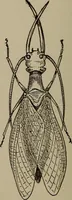 Picture 52 of 103 from The boy collector's handbook (1915), leaf 175