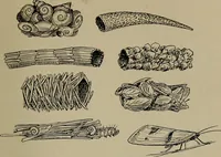 Picture 53 of 103 from The boy collector's handbook (1915), leaf 180