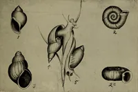 Picture 54 of 103 from The boy collector's handbook (1915), leaf 180