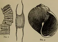 Picture 56 of 103 from The boy collector's handbook (1915), leaf 190
