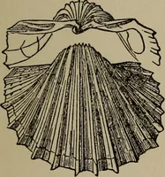Picture 57 of 103 from The boy collector's handbook (1915), leaf 190