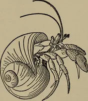 Picture 58 of 103 from The boy collector's handbook (1915), leaf 190
