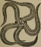 Picture 59 of 103 from The boy collector's handbook (1915), leaf 194