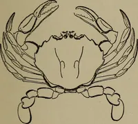 Picture 60 of 103 from The boy collector's handbook (1915), leaf 194