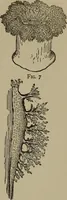 Picture 61 of 103 from The boy collector's handbook (1915), leaf 194