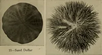Picture 62 of 103 from The boy collector's handbook (1915), leaf 196