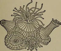 Picture 65 of 103 from The boy collector's handbook (1915), leaf 198