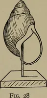 Picture 66 of 103 from The boy collector's handbook (1915), leaf 198