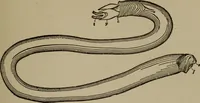 Picture 67 of 103 from The boy collector's handbook (1915), leaf 200