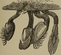 Picture 68 of 103 from The boy collector's handbook (1915), leaf 200