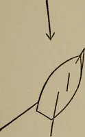 Picture 70 of 103 from The boy collector's handbook (1915), leaf 206