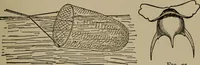 Picture 73 of 103 from The boy collector's handbook (1915), leaf 216