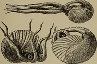 Picture 74 of 103 from The boy collector's handbook (1915), leaf 216