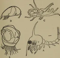 Picture 75 of 103 from The boy collector's handbook (1915), leaf 220