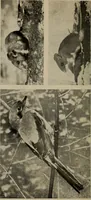 Picture 78 of 103 from The boy collector's handbook (1915), leaf 233
