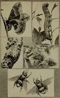 Picture 81 of 103 from The boy collector's handbook (1915), leaf 254