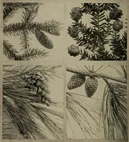 Picture 82 of 103 from The boy collector's handbook (1915), leaf 255