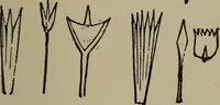 Picture 83 of 103 from The boy collector's handbook (1915), leaf 266