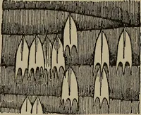 Picture 84 of 103 from The boy collector's handbook (1915), leaf 266