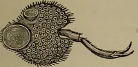 Picture 85 of 103 from The boy collector's handbook (1915), leaf 270