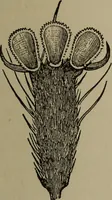 Picture 86 of 103 from The boy collector's handbook (1915), leaf 270
