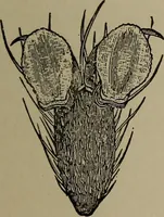 Picture 87 of 103 from The boy collector's handbook (1915), leaf 270